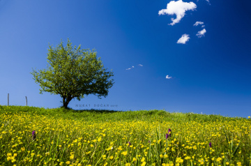 Doğa