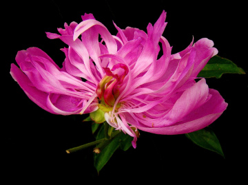 BLÜTE