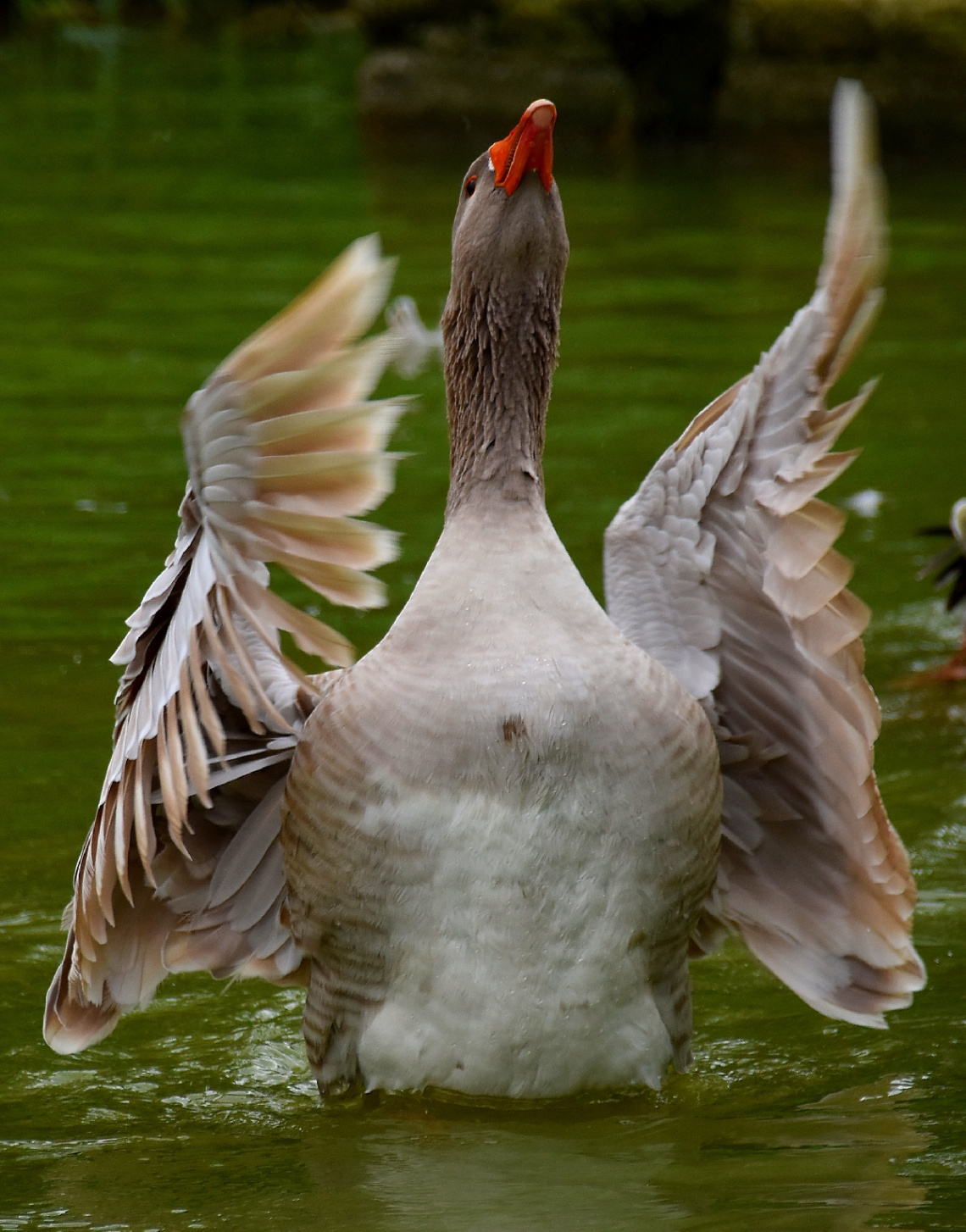 Showing Wings