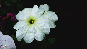 Petunia