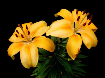 BLÜTEN
