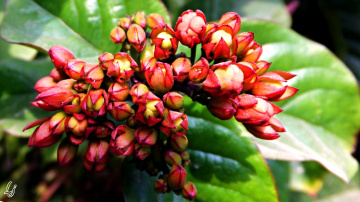 Buds...