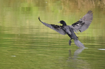 Landing in the water