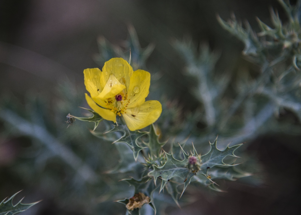 Wild flower