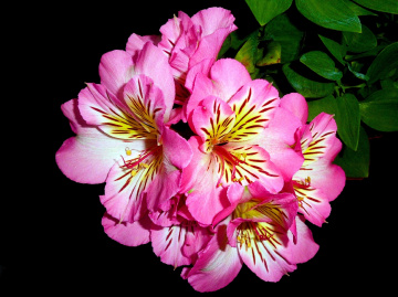 BLÜTEN