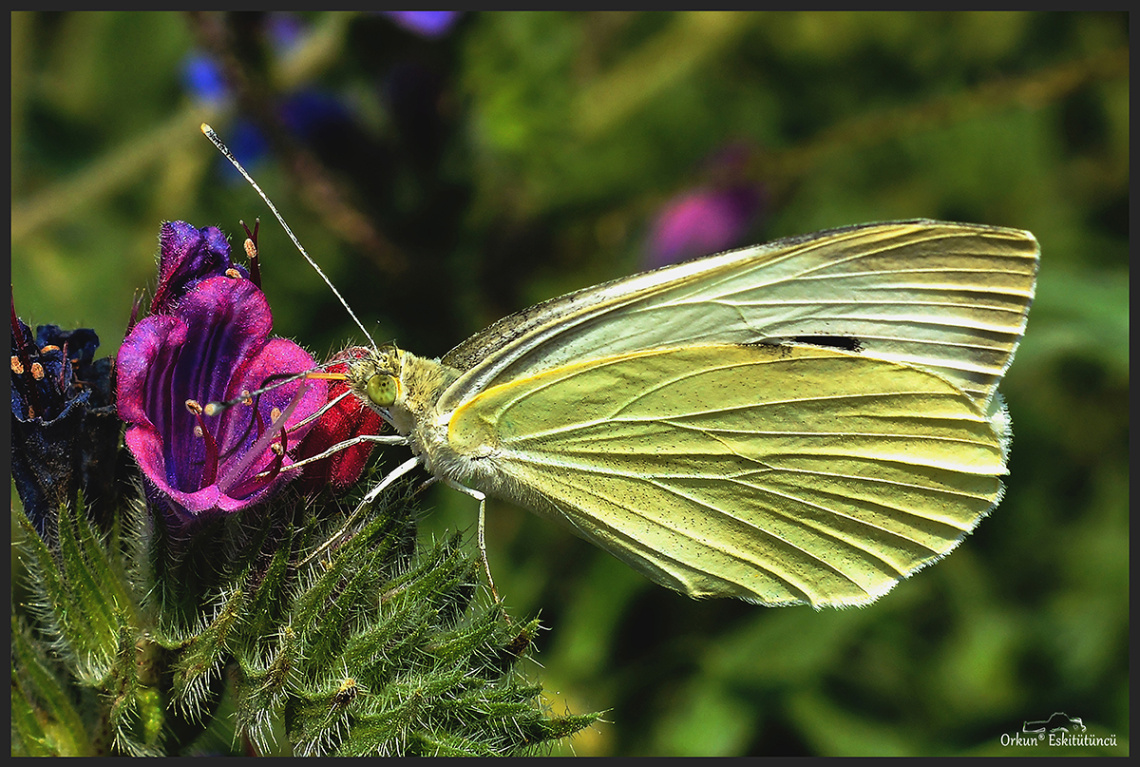 butterfly