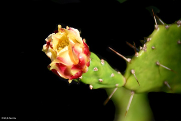 Cactus flower