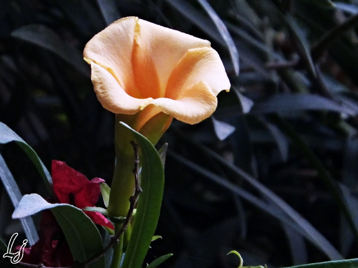 Beauty!