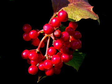 BEEREN