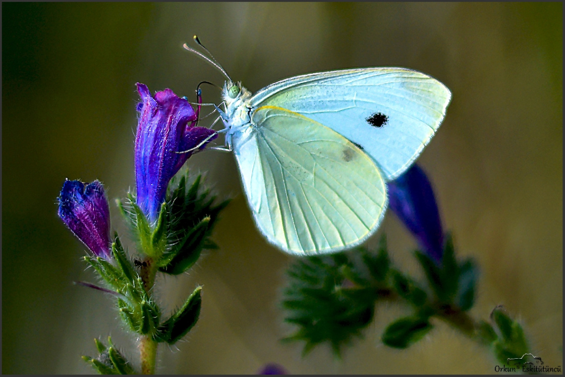butterfly
