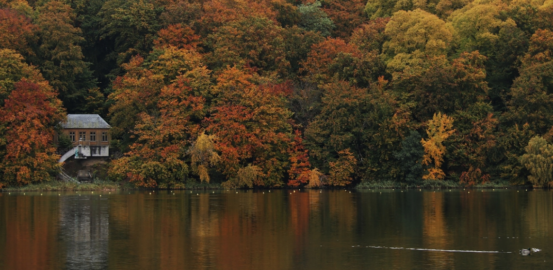 For The Love Of Autumn Colors
