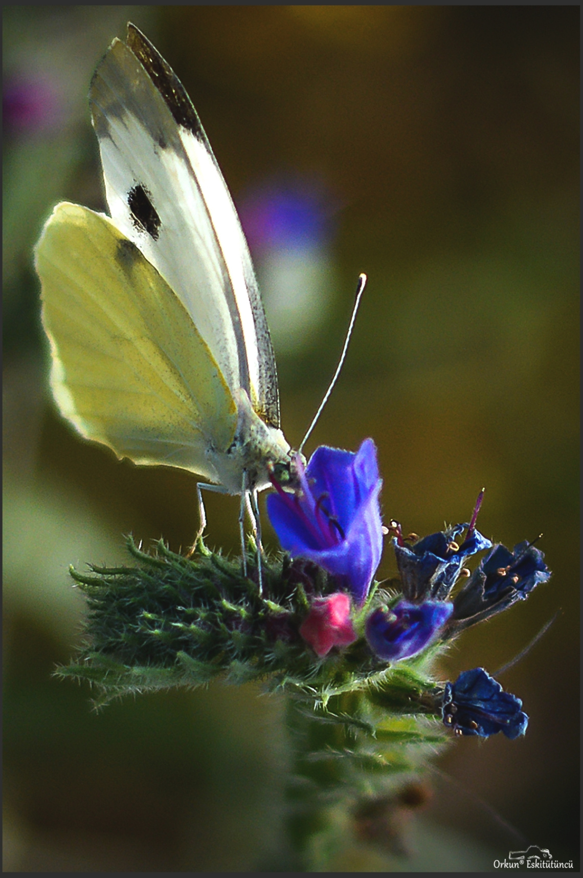 butterfly