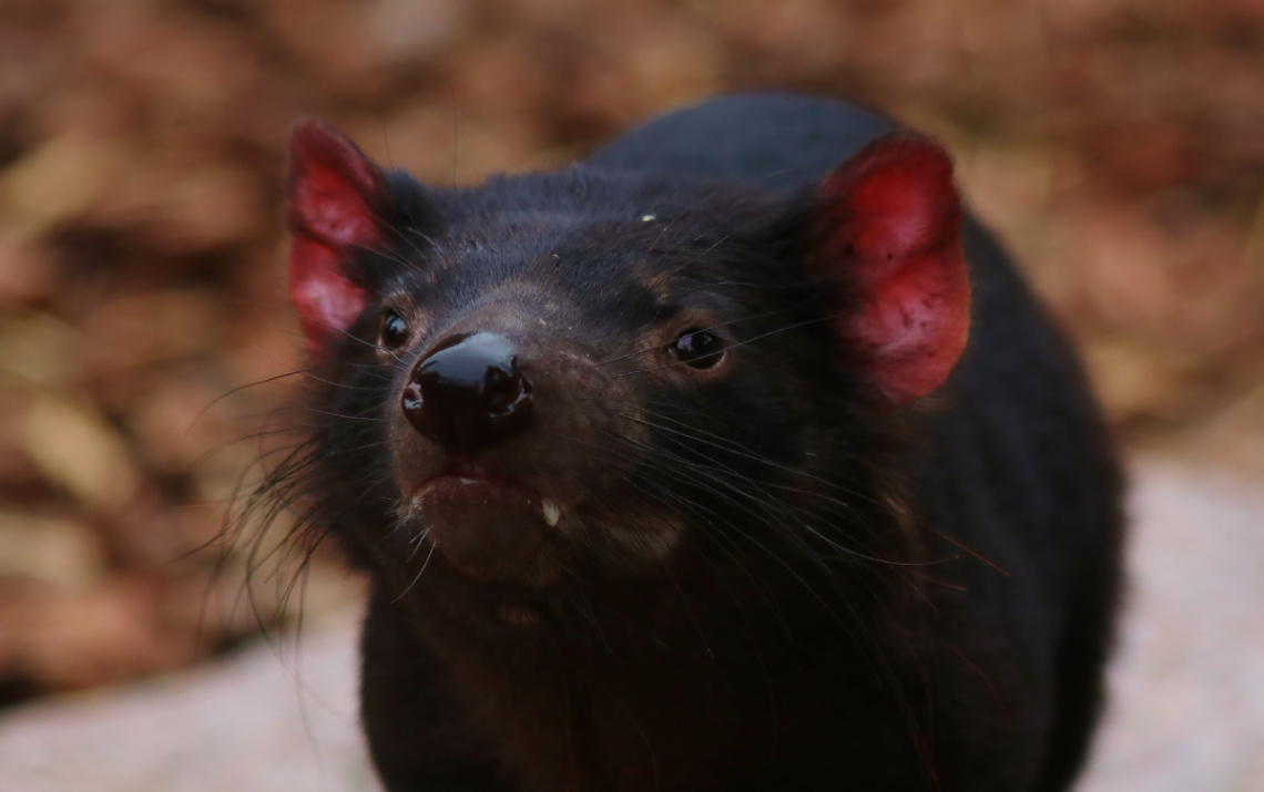 Tasmanian devil
