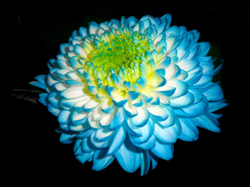 BLÜTE
