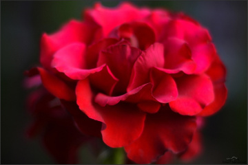 carmen
