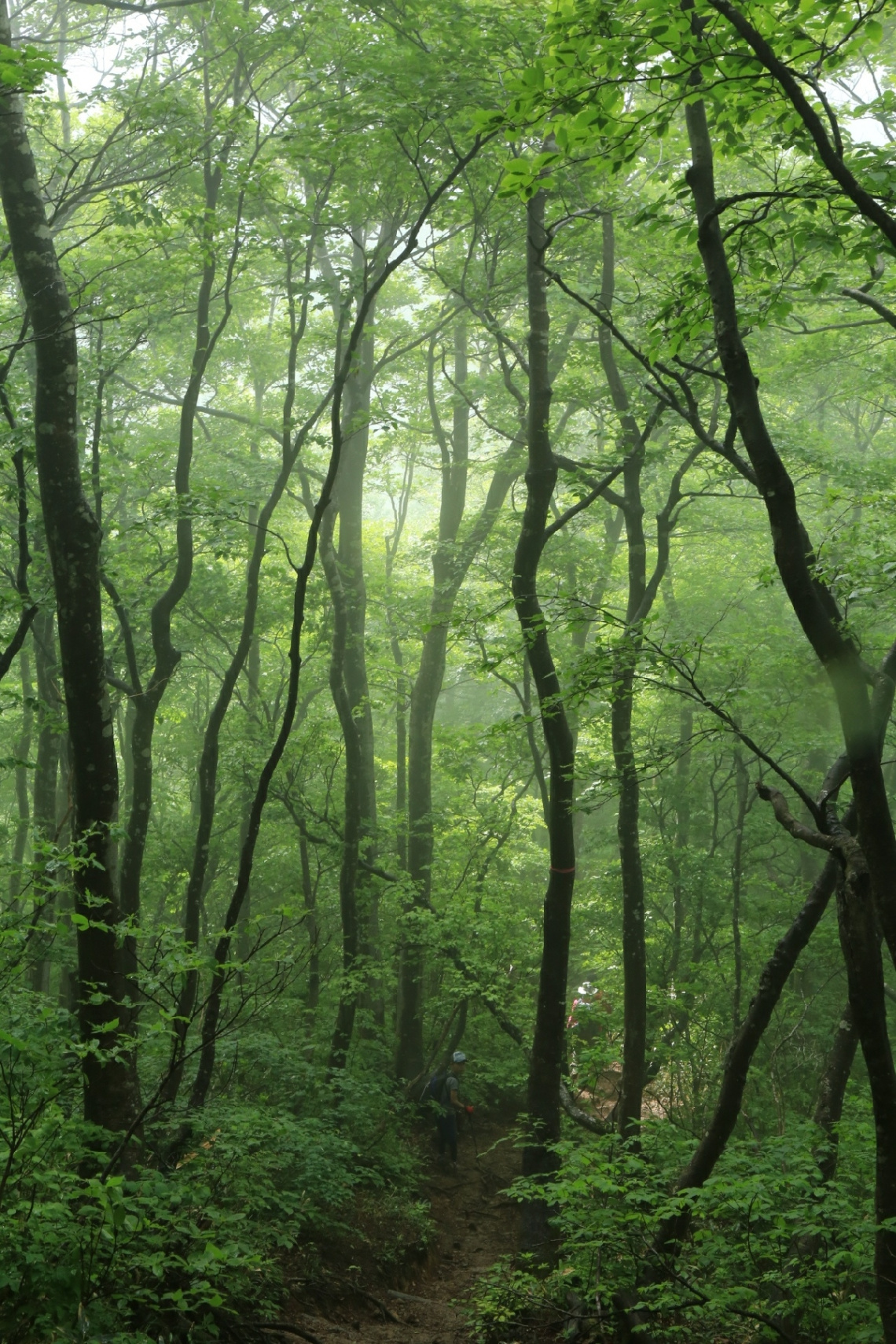 Foggy forest