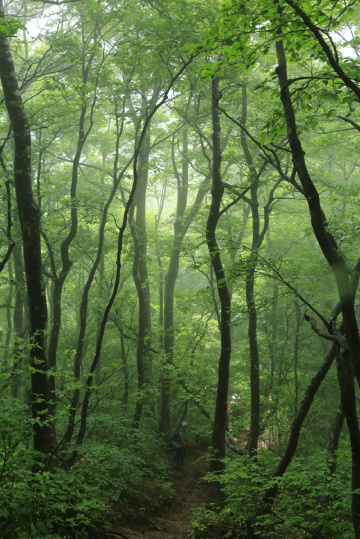 Foggy forest