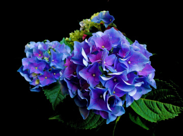 BLÜTE