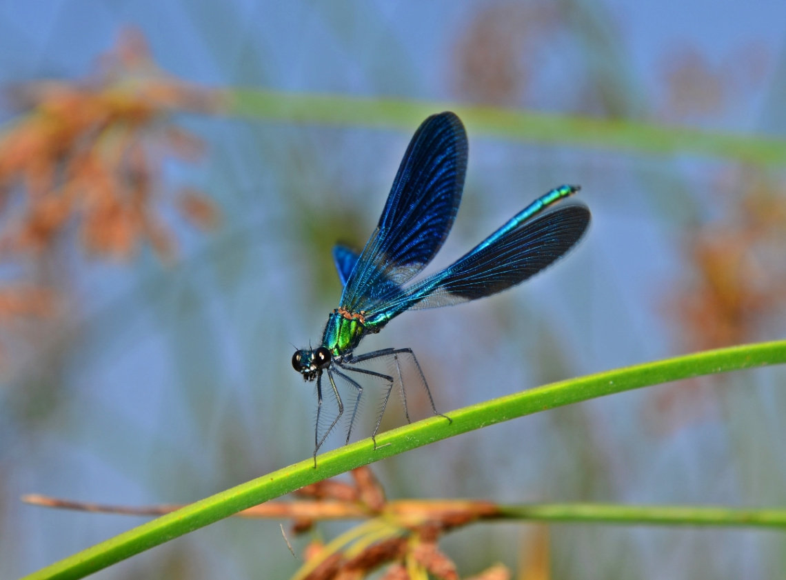 Helikopter