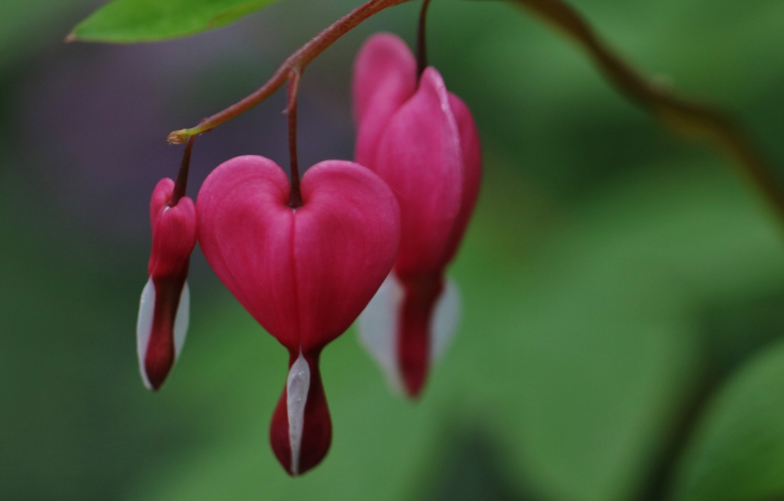 Pink Hearts