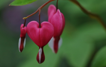 Pink Hearts