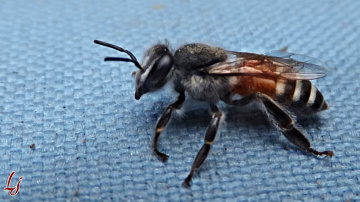 A Bee