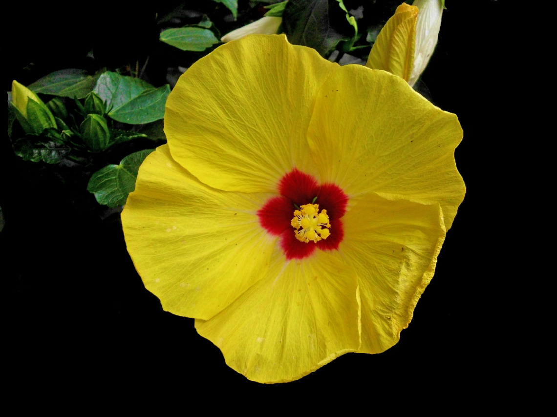 BLÜTE