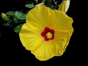 BLÜTE