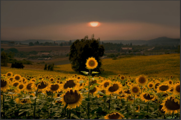 sunflowers