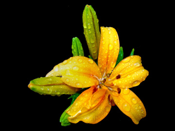 REGENTROPFEN