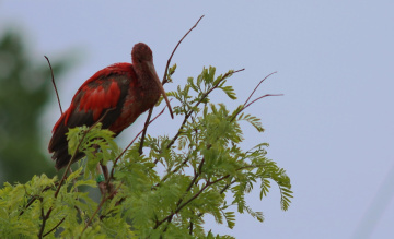 In a tree 