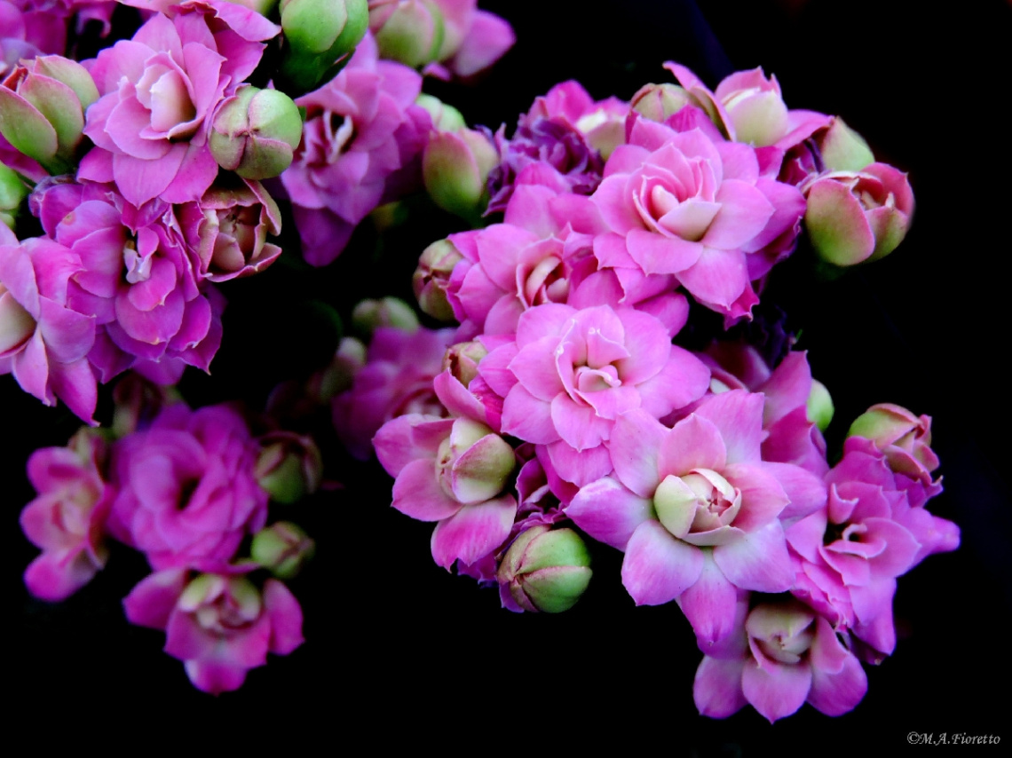 Mini flowers