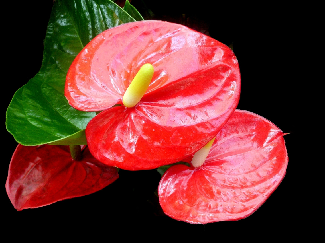 BLÜTEN