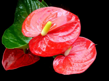 BLÜTEN