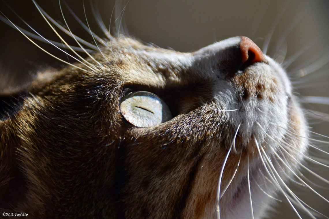 Eye shine