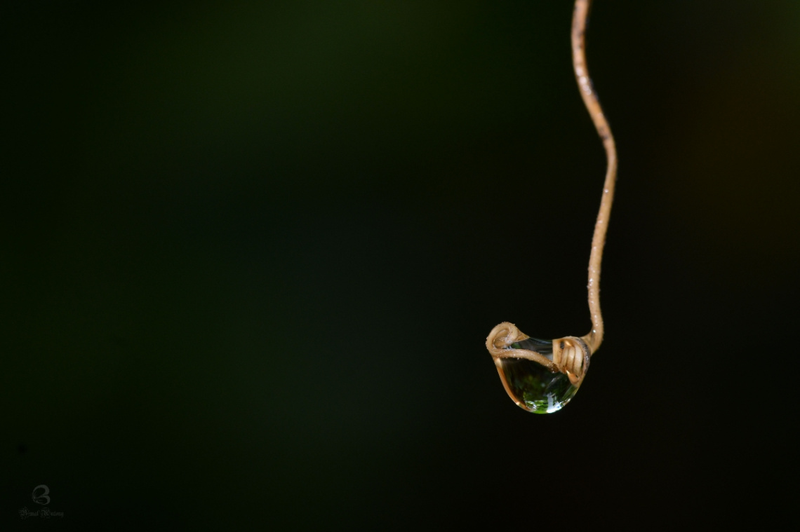 after the rain