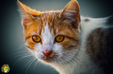 sen sus gözlerin konuşsun #KEDİ