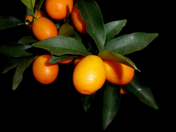 KUMQUAT