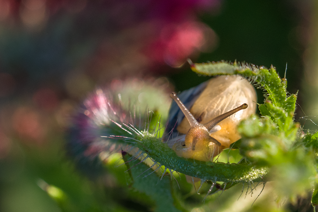 Little Snail