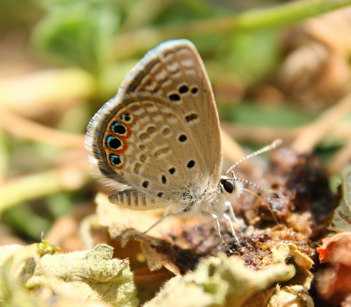 Kelebeğe 5 mm kala 