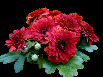 BLÜTEN