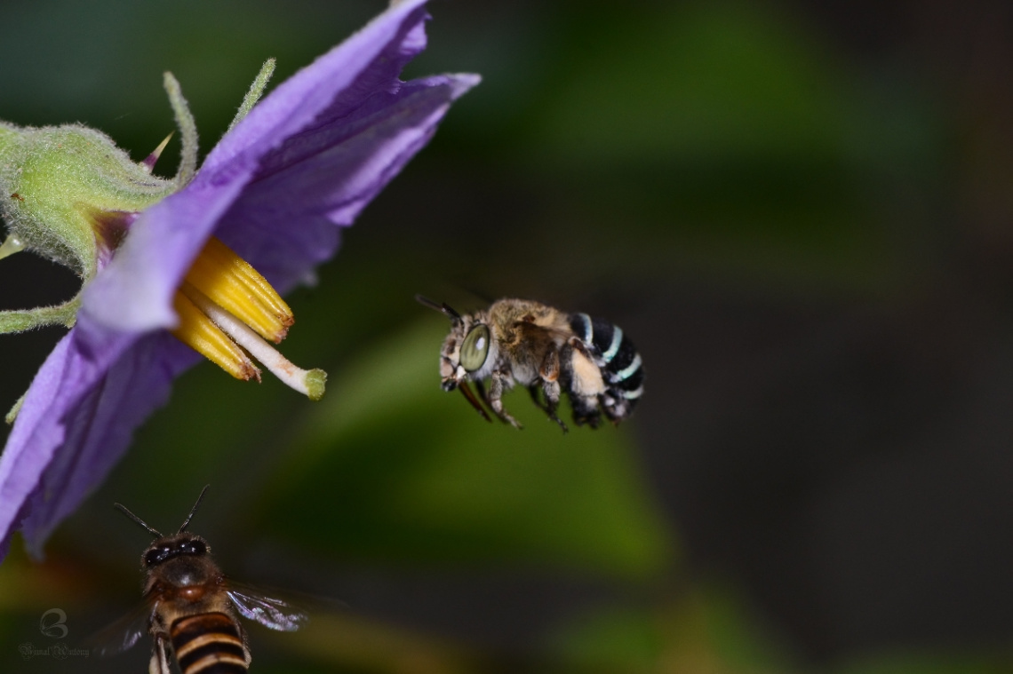 let's have honey