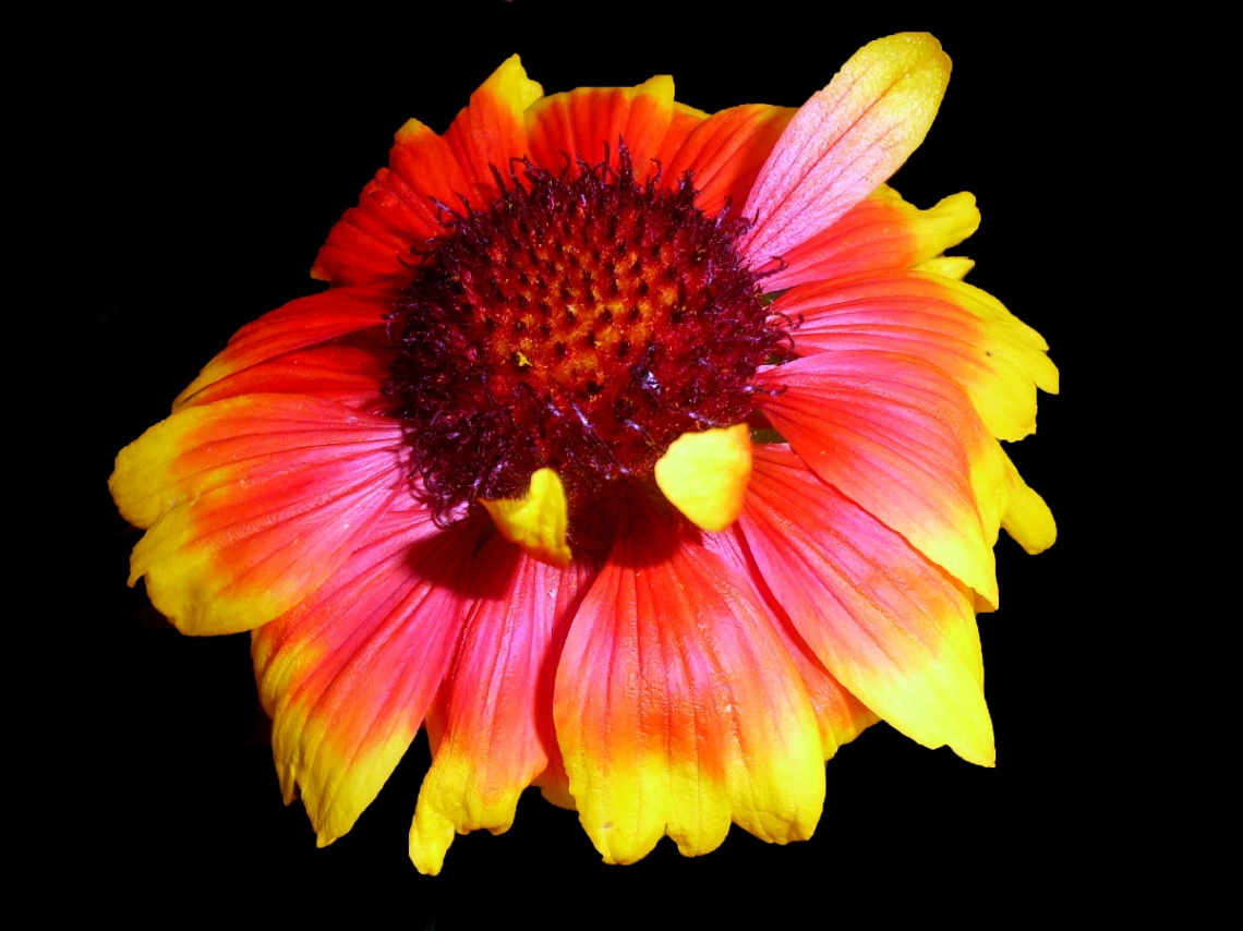 BLÜTE