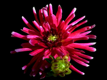 BLÜTE