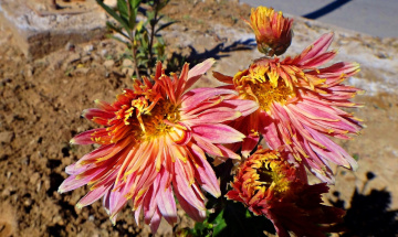Flowers
