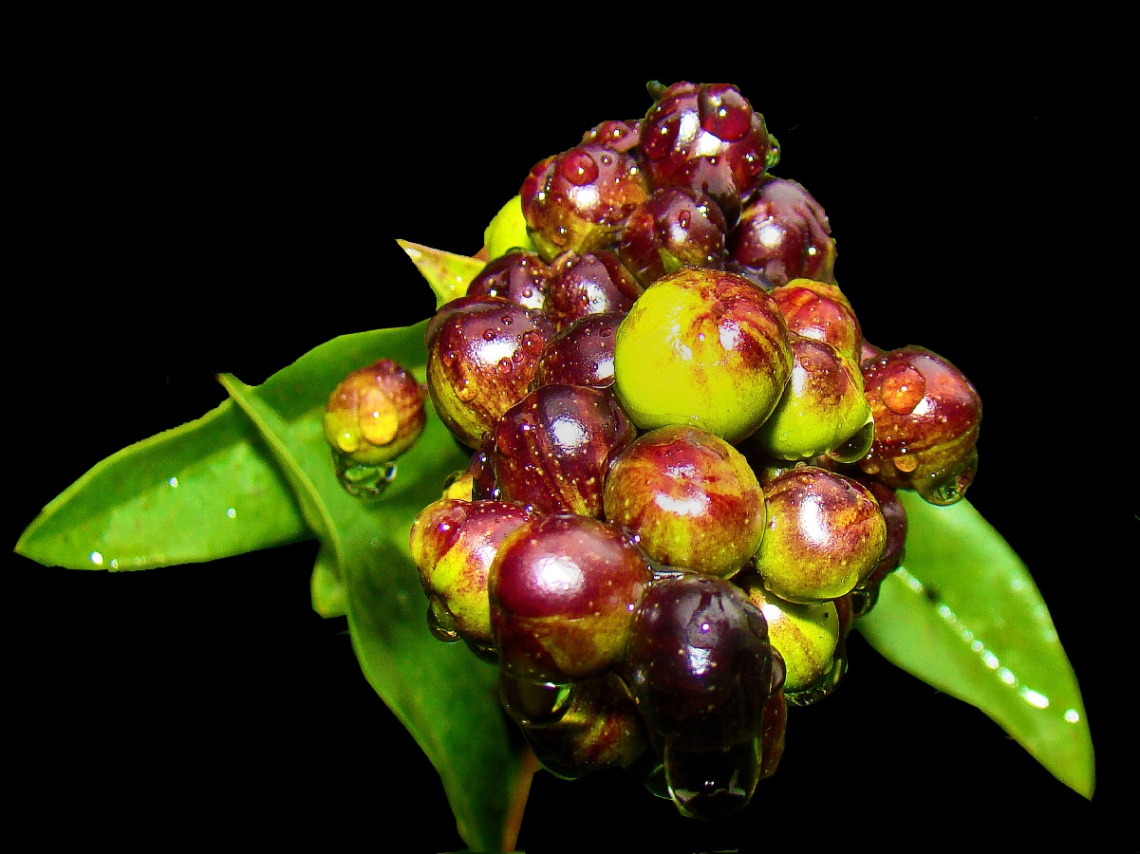 REGENTROPFEN