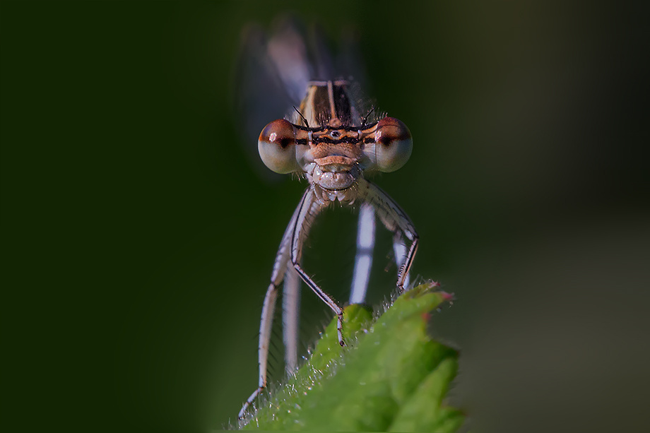 Kız Böceği Göz göze 2b