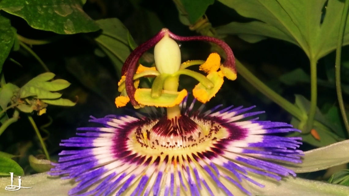 FLOWERS 3