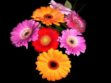 BLUMEN