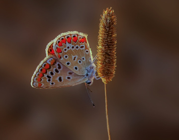 Kelebek
